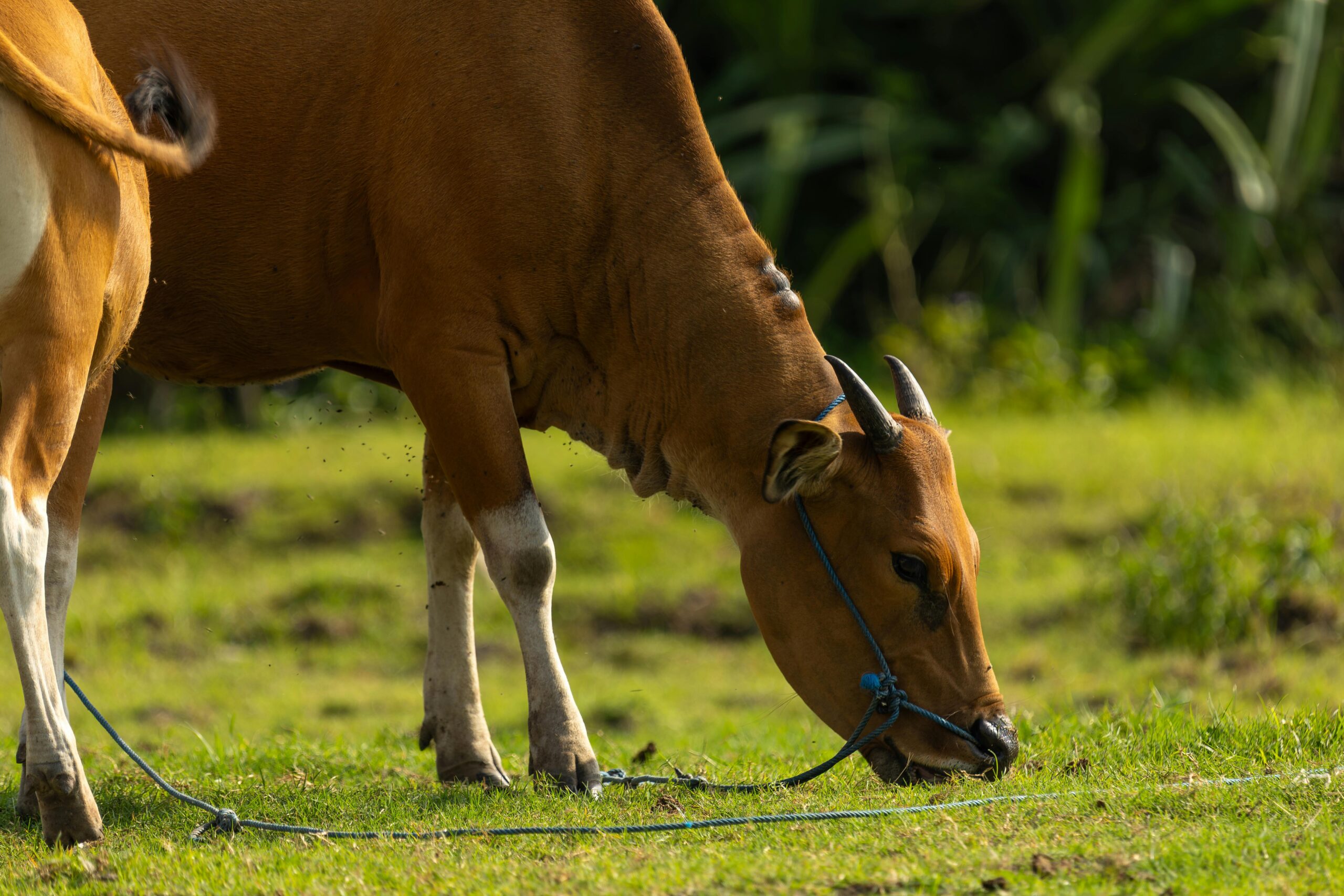 A brown cow grazing on lush green grass in a sunny outdoor pasture.